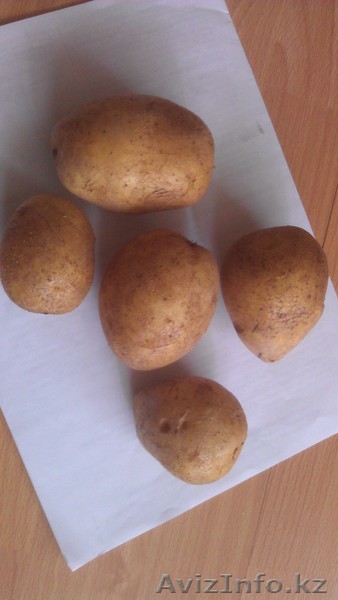 Семенной картофель оптом - Изображение #1, Объявление #907240