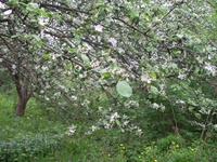 Дом рядом с Москвой - Изображение #3, Объявление #74054