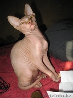 Продам очаровательных, воспитанных, лысых котят породы Канадский Сфинкс!!! - Изображение #3, Объявление #795753