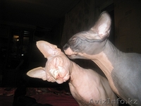 Продам очаровательных, воспитанных, лысых котят породы Канадский Сфинкс!!! - Изображение #1, Объявление #795753