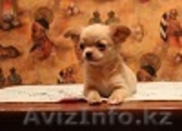 Щенки Чихуахуа от высоко титулованных родителей - Изображение #3, Объявление #1374651
