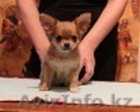 Щенки Чихуахуа от высоко титулованных родителей - Изображение #1, Объявление #1374651