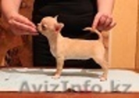 Щенки Чихуахуа от высоко титулованных родителей - Изображение #2, Объявление #1374651
