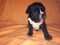 Милые щеночки  Французского бульдога - Изображение #2, Объявление #1592345