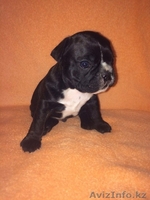 Милые щеночки  Французского бульдога - Изображение #3, Объявление #1592345