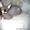 Продам очаровательных, воспитанных, лысых котят породы Канадский Сфинкс!!! - Изображение #2, Объявление #795753