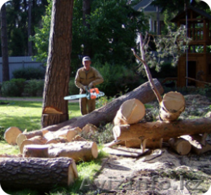 Оказываем услуги по резки,подрезки деревьев - Изображение #1, Объявление #1533025