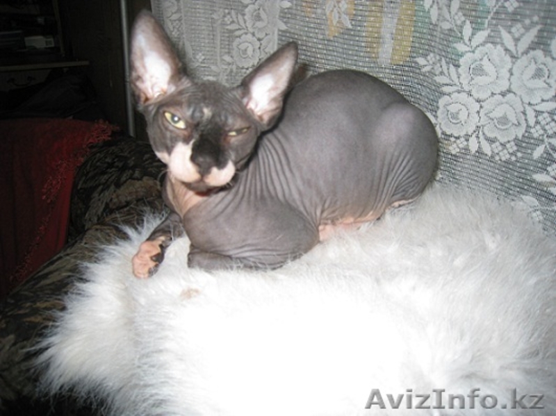 Продам очаровательных, воспитанных, лысых котят породы Канадский Сфинкс!!! - Изображение #2, Объявление #795753