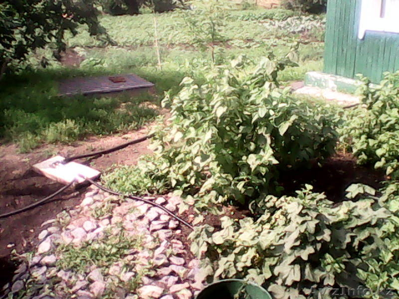 продам дом в Алтайском крае - Изображение #9, Объявление #929740