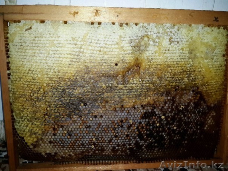 Исключительно натуральный мед - Изображение #1, Объявление #1283232