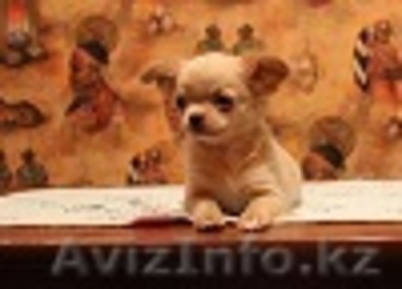 Щенки Чихуахуа от высоко титулованных родителей - Изображение #3, Объявление #1374651