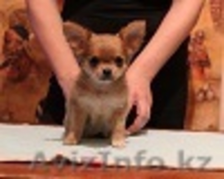 Щенки Чихуахуа от высоко титулованных родителей - Изображение #1, Объявление #1374651