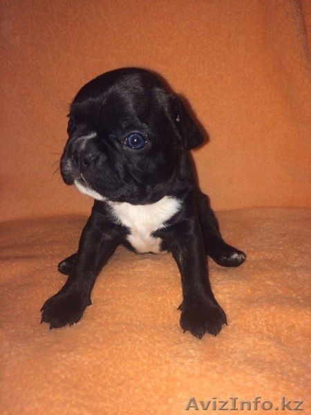 Милые щеночки  Французского бульдога - Изображение #1, Объявление #1592345